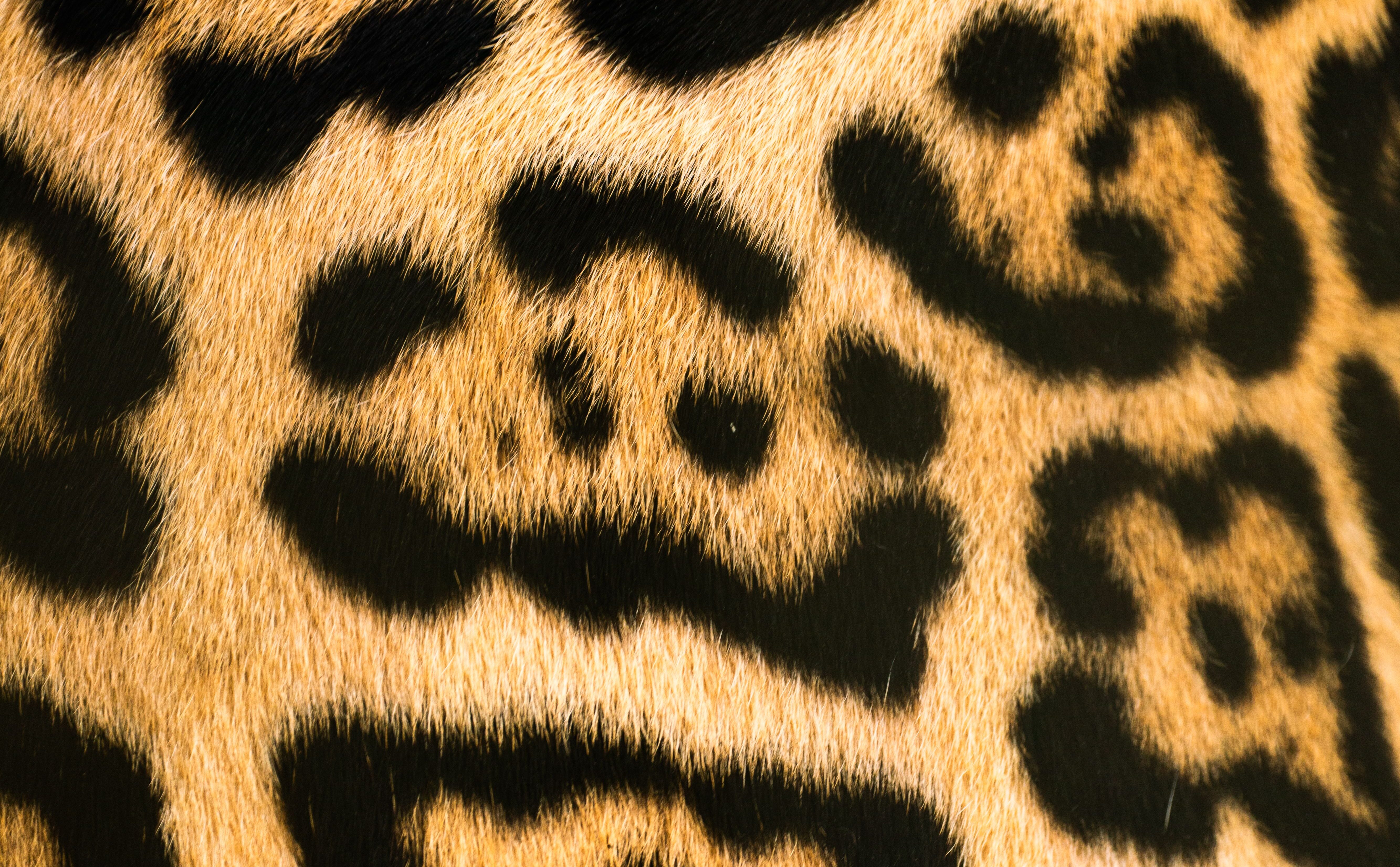 Here’s Why Leopard Print Is the Ultimate Neutral